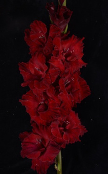 3h6n1dcq8rsxbwvlyofkuh7lm21cie9f