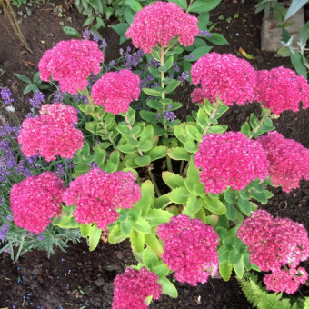 Очиток Телефиум Thunderhead