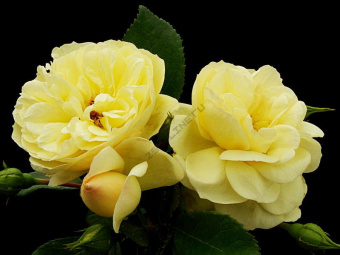 Роза почвопокровная Зоненширм