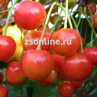 Изображение загружено обработкой по данным файла Excel