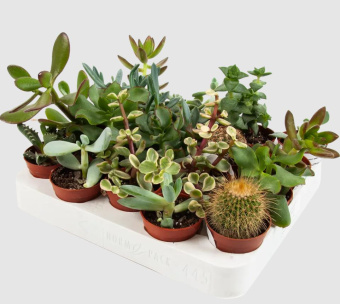 Суккулентный микс D5см H10см