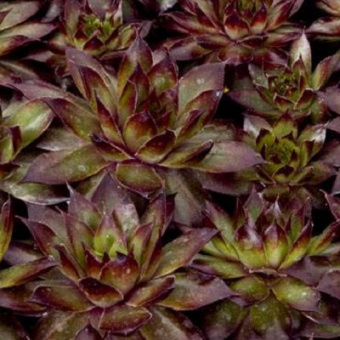 Молодило Бронко