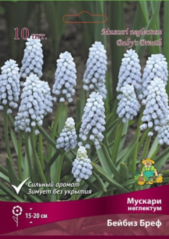 Мускари неглектум Бейбиз Бреф 7-8/К 10шт