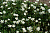 Лапчатка трехзубчатая, Potentilla tridentata "Nuuk", белый, h30 см, С1
