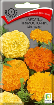 barhatsy_pryamost_maximix