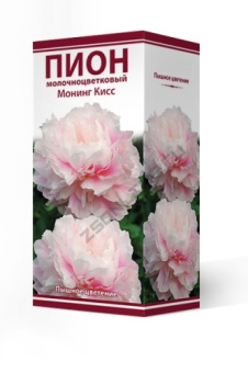 pion_moloch_moning_kiss_3D