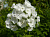 Флокс White 1шт