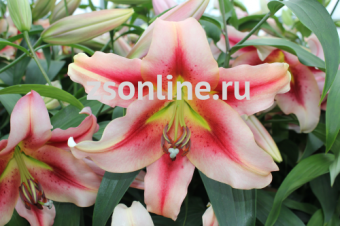 Изображение загружено обработкой по данным файла Excel