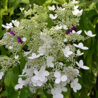 Изображение загружено обработкой по данным файла Excel