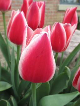 Тюльпан Дарвинов гибрид Кэнди Эппл Дилайт,  5 шт