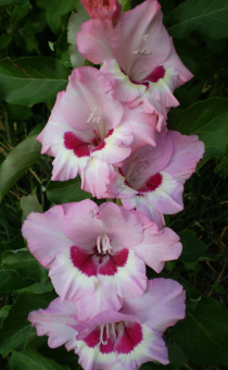 Гладиолус Вайн энд Роузес