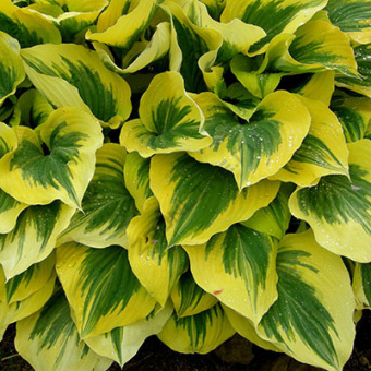 hosta_gibrid_liberty