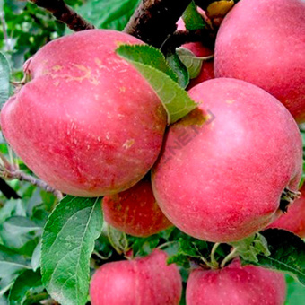 Яблоня Мечта 2-лет