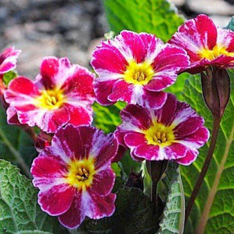 Примула гибридная Дарк Розалин