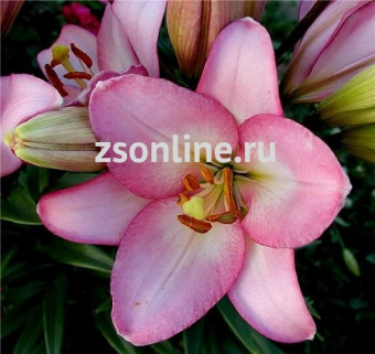 Изображение загружено обработкой по данным файла Excel