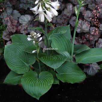 Изображение загружено обработкой по данным файла Excel