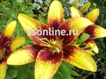 Изображение загружено обработкой по данным файла Excel