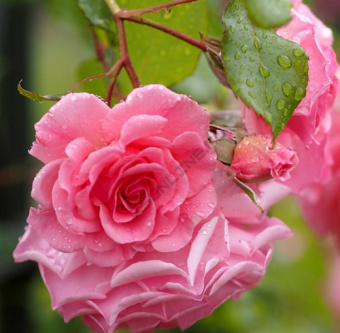 Роза плетистая Дрим Уивер/ЦКор