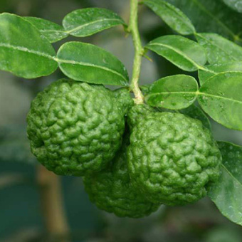 citrus_kafir_laim
