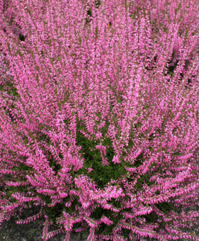 001-marlies_origin_img