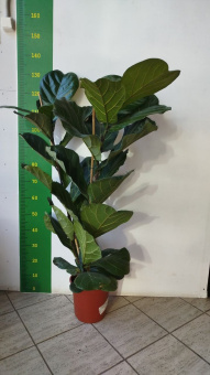 Фикус Лирата 2 ств. 24/120