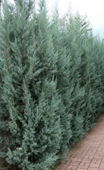Можжевельник скальный Блю Хэвну, Juniperus scopulorum, в горшке 3л, 60-80 см
