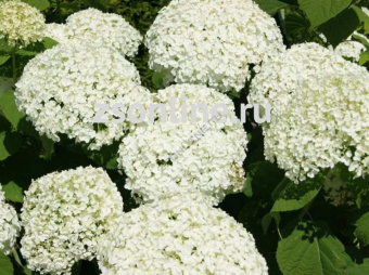 Изображение загружено обработкой по данным файла Excel