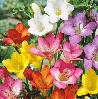 Фрезия гибридная смесь окрасок