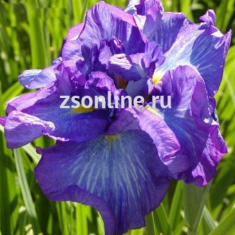 Изображение загружено обработкой по данным файла Excel