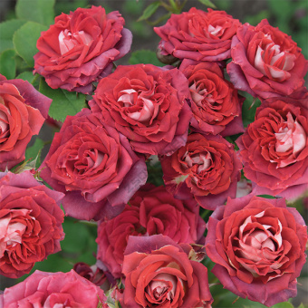 Роза спрей Тирамису/ЦКор