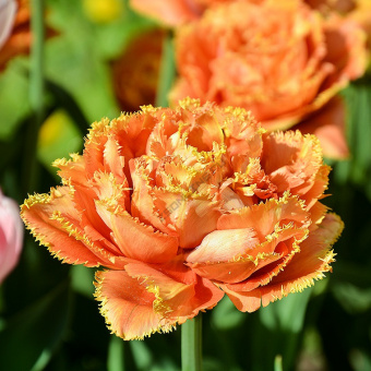 Тюльпан Sensual Touch (5  шт) Star