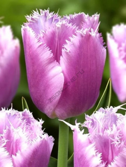 Тюльпан Бахромчатый Лайлак Кристал (насыщенный сиреневый,