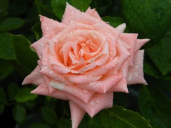 Роза чайно-гибридная Ангажемент, 3,5 л