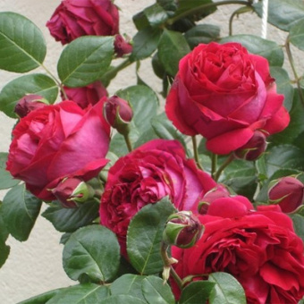 Роза парковая Эрик Таберли/ЦКор