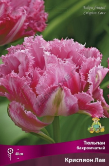 Тюльпан бахромчатый Криспион Лав 11-12/К 7шт