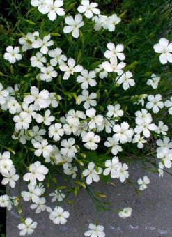 Гвоздика травянка Albus, белый