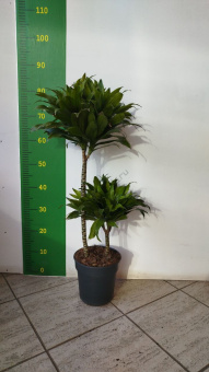 Драцена фраг компакта 2 ств 19/80 см