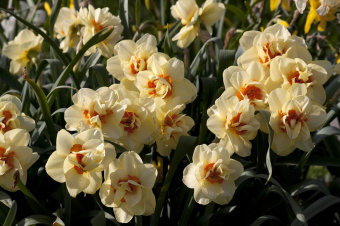 Нарцисс Double Fashion (5  шт)