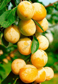 Слива русская (Алыча) Мирабелла