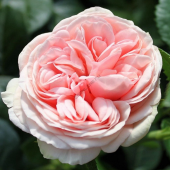 Роза Афродита