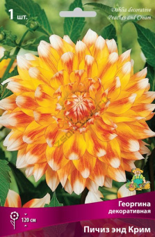 Георгин декоративный Пичиз энд Крим