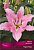 Лилия Восточная Корал Перл, нежно-розовый, горло зелёное, крап, 2 шт