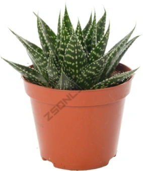 Алоэ vera D7 H10см