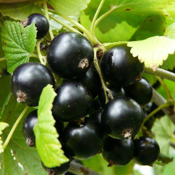 черная-смородина