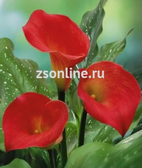 Изображение загружено обработкой по данным файла Excel