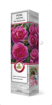 Роза парковая Леа Ренессанс/ЦКор