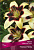 Лилия Азиатская Танго Патриция Прайд, кремово-белый, в центре насыщенно-бордовый,1 шт