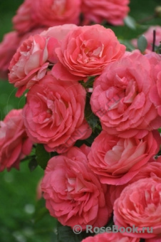 Роза флорибунда Зоммерзонне/ЦКор