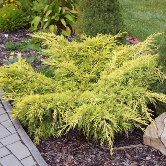 Можжевельник средний Олд Голд, в горшке 3л, 30-40 см