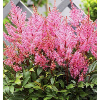 Астильба японская Смайл эт Ми (С1,5)